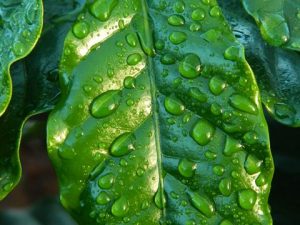 leaf with rain